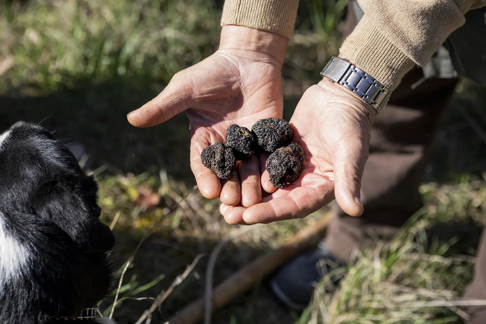 Truffle Hunting Umbria